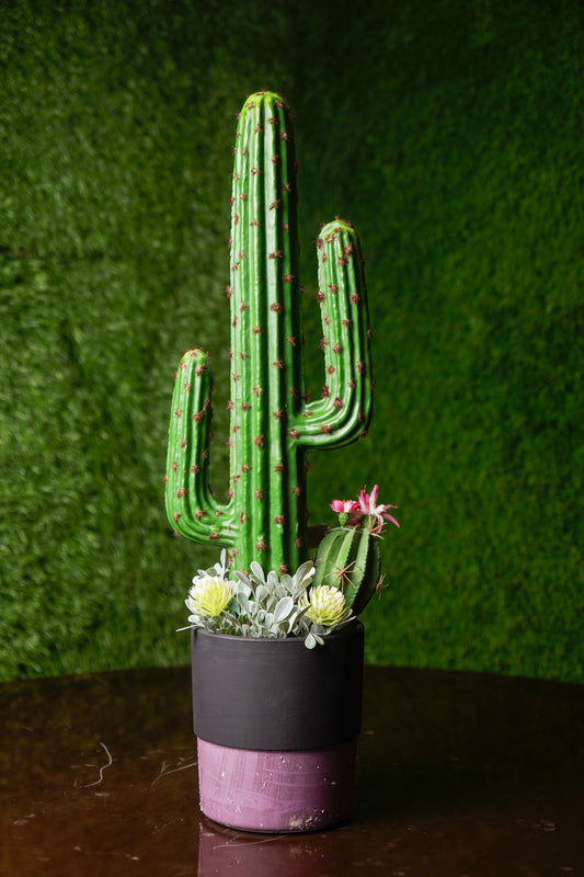Cactus
