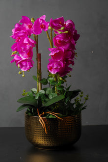 Plants